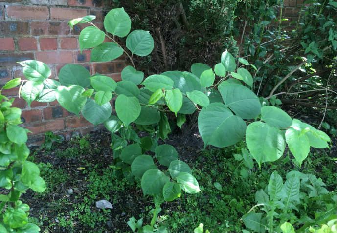 Japanese Knotweed identification leaves