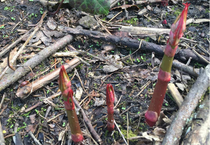 Japanese Knotweed identification shoots