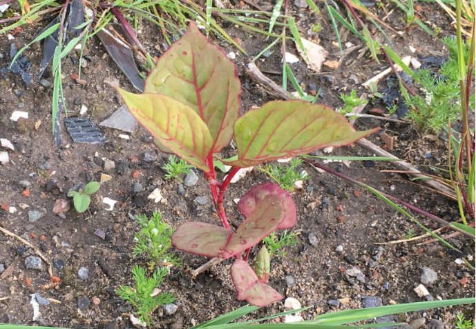 Identify Japanese Knotweed Spring growth