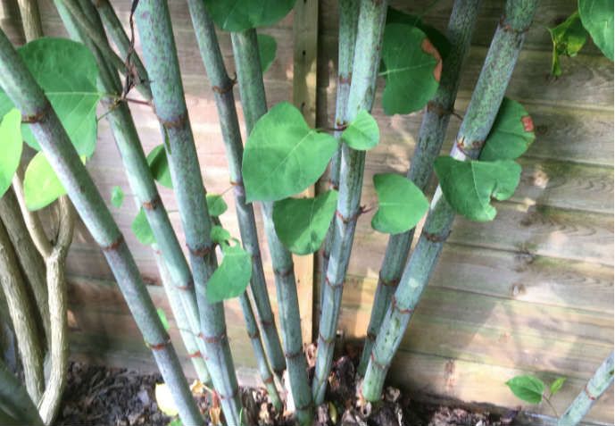 Japanese Knotweed identification stems