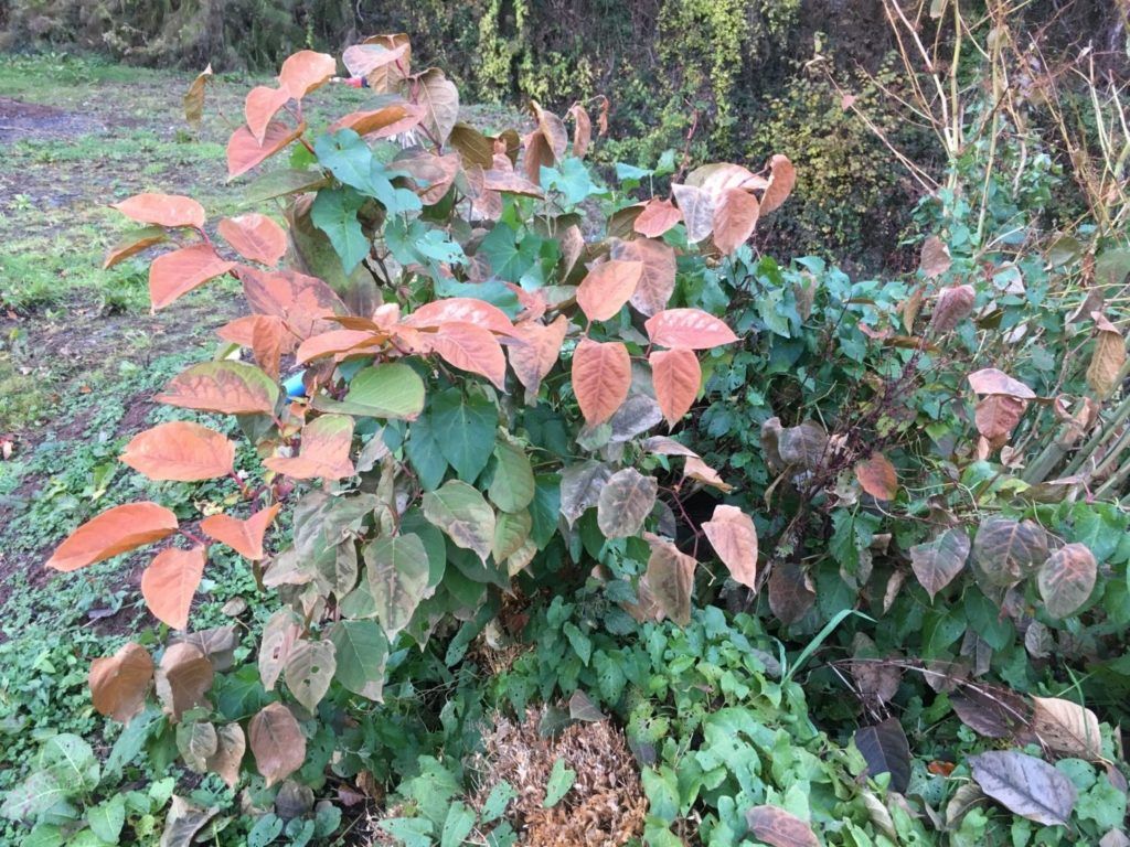 japanese_knotweed_november