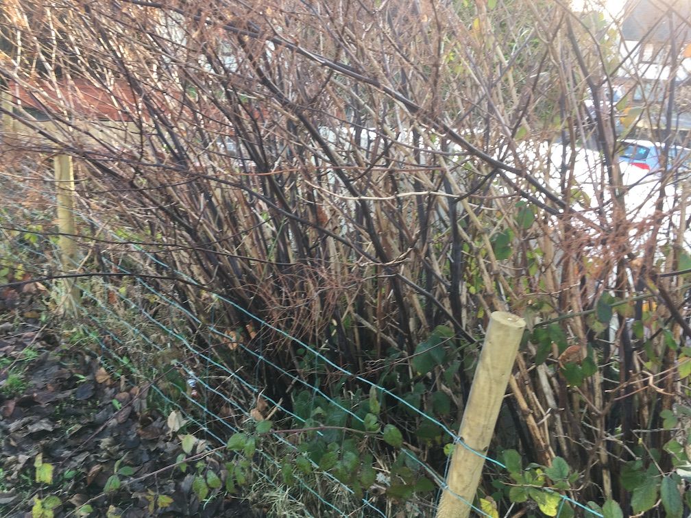 japanese-knotweed-winter-canes