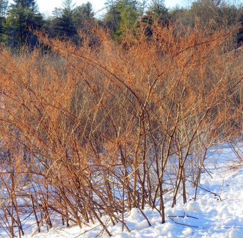 japanese-knotweed-in-snow