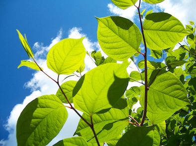 japanese_knotweed_removal_north_west