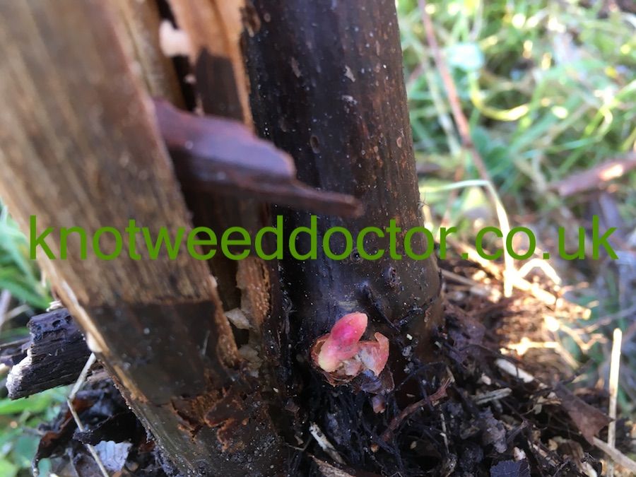 japanese-knotweed-buds