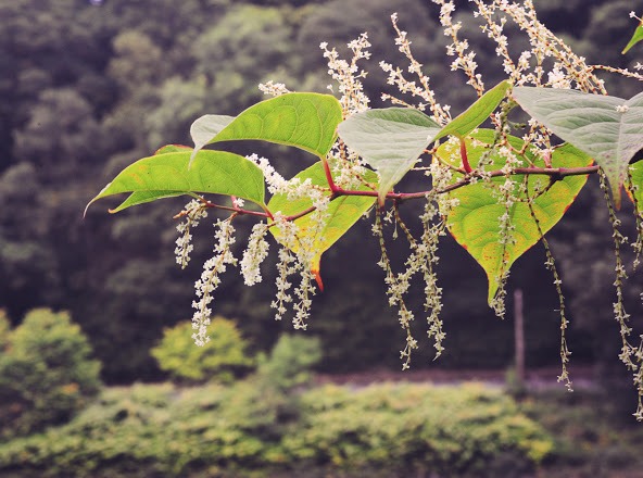 Japanese-knotweed-in-bloom