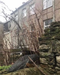 japanese-knotweed-neighbour