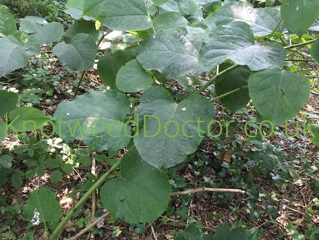 Read more about the article Giant Knotweed removal