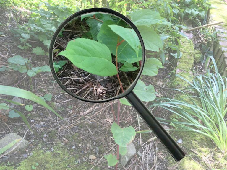 Read more about the article Japanese Knotweed survey bookings