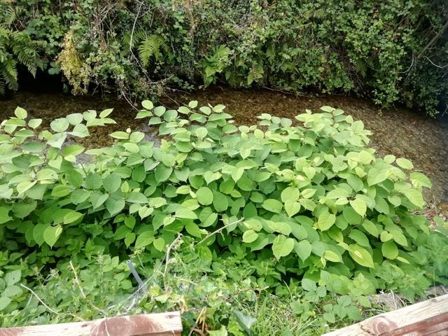 Read more about the article September is a great time to treat Japanese Knotweed