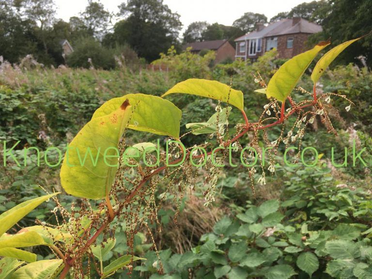 Read more about the article Has Japanese Knotweed gone to seed near you?