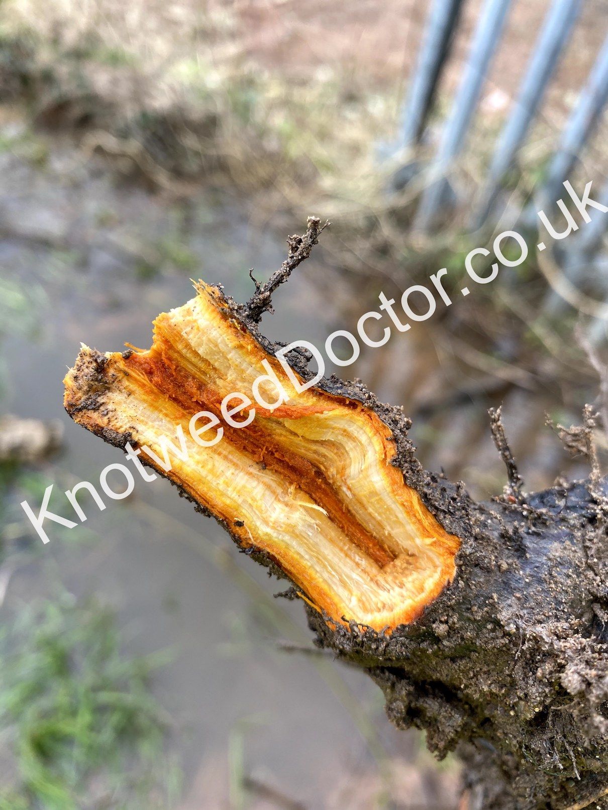 Identify Japanese Knotweed root