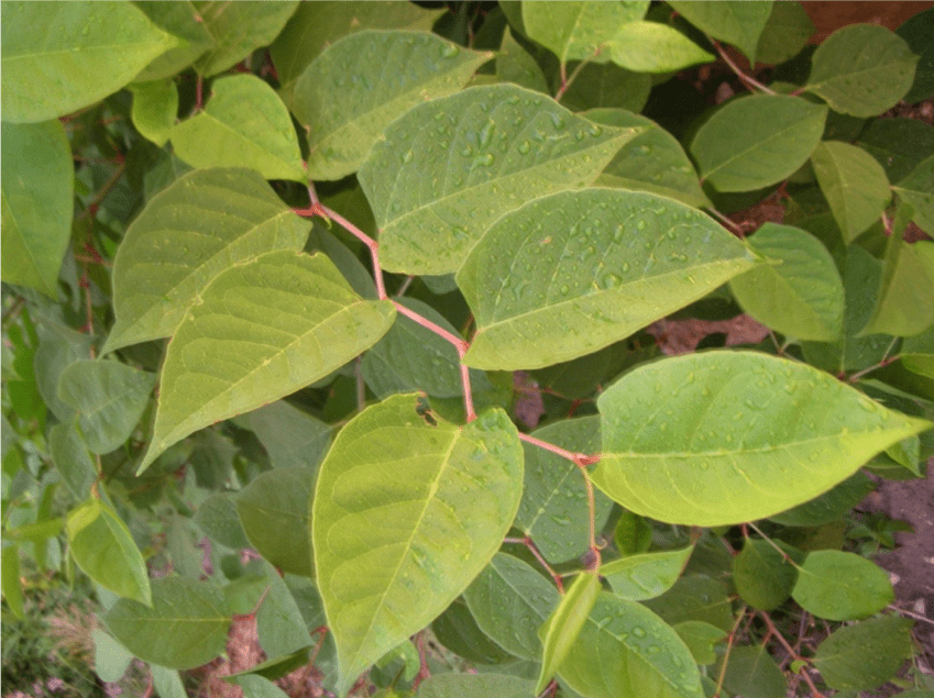 Japanese Knotweed identify zig-zag pattern