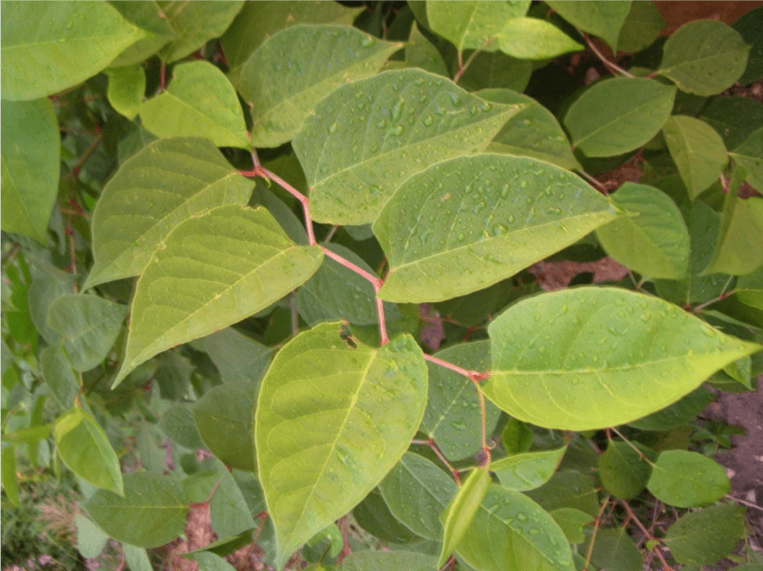 Japanese Knotweed Identification A Guide By Knotweed Doctor Japanese Knotweed Identification A Guide By Knotweed Doctor